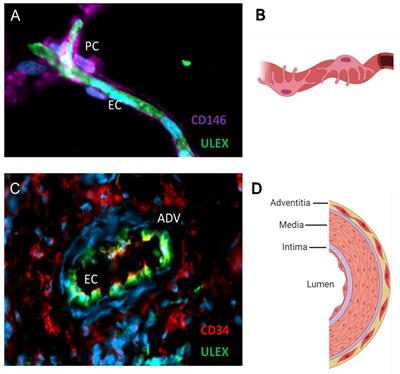 Five Decades Later, Are Mesenchymal Stem Cells Still Relevant?